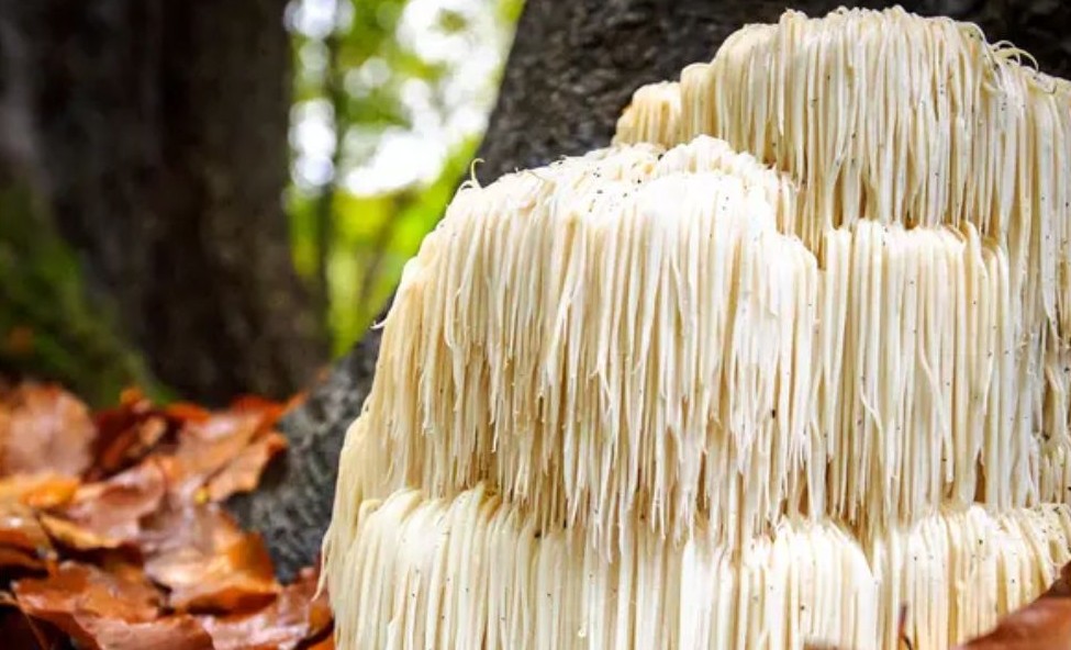 image pour article 10 plantes pour booster 32 image pour article 10 plantes pour booster 32