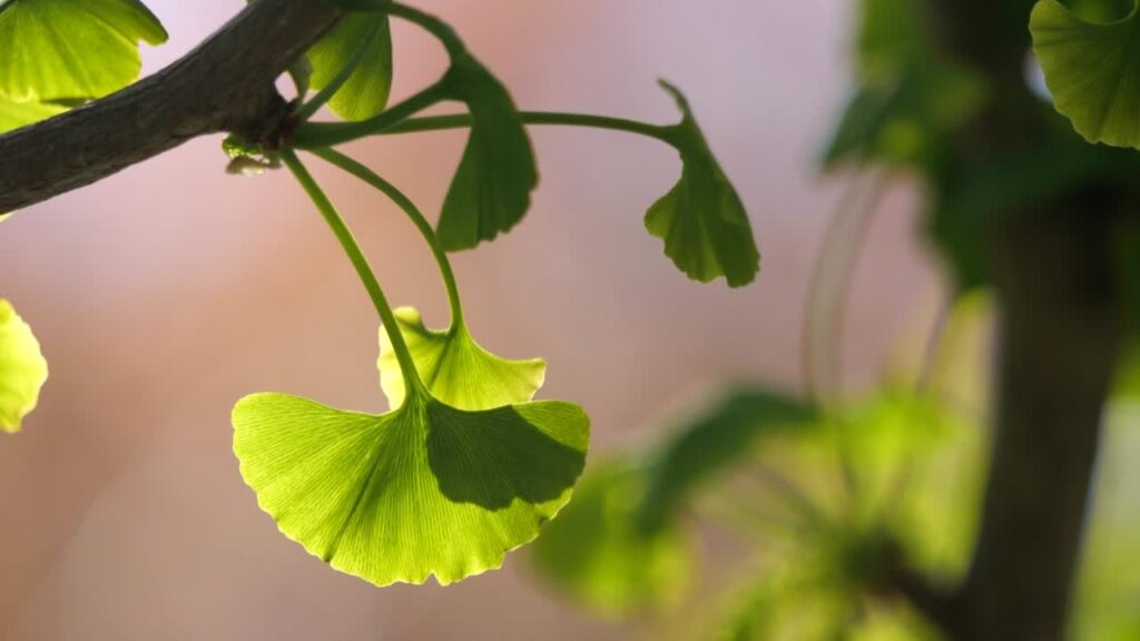 10 plantes pour mémoire, concentration et gestion du stress 6