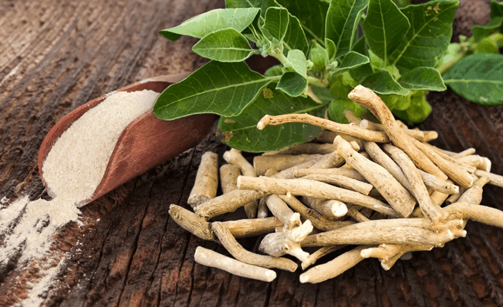 10 plantes pour mémoire, concentration et gestion du stress ashwagandha