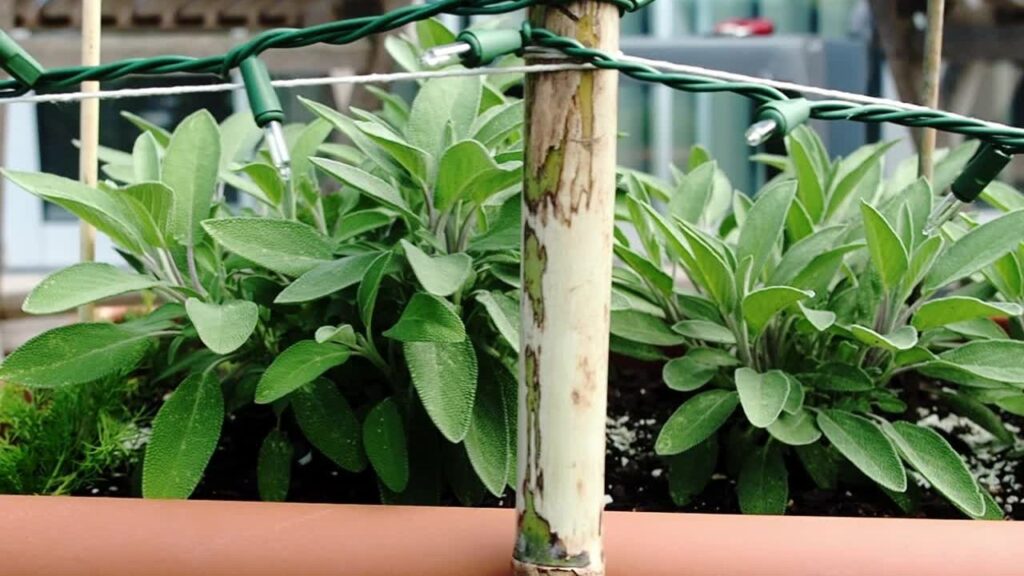 10 plantes pour mémoire, concentration et gestion du stress sauge